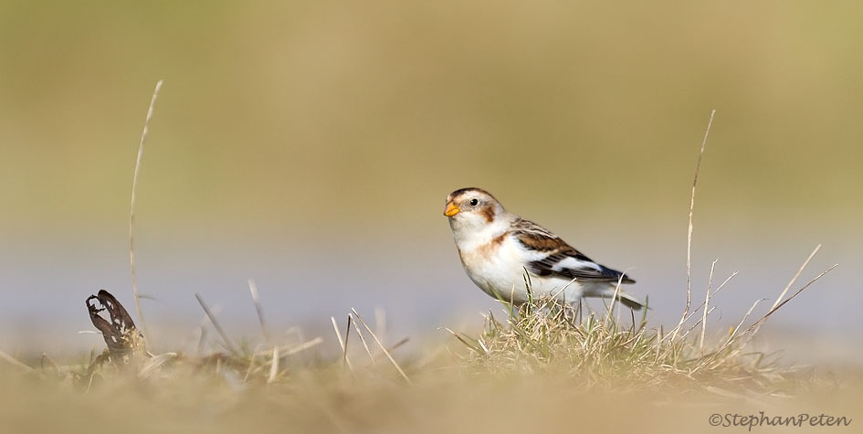 Bruantdesneiges.2.02-15