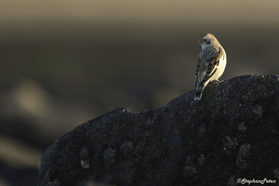 BruantdesneigesOstd.01.02-16