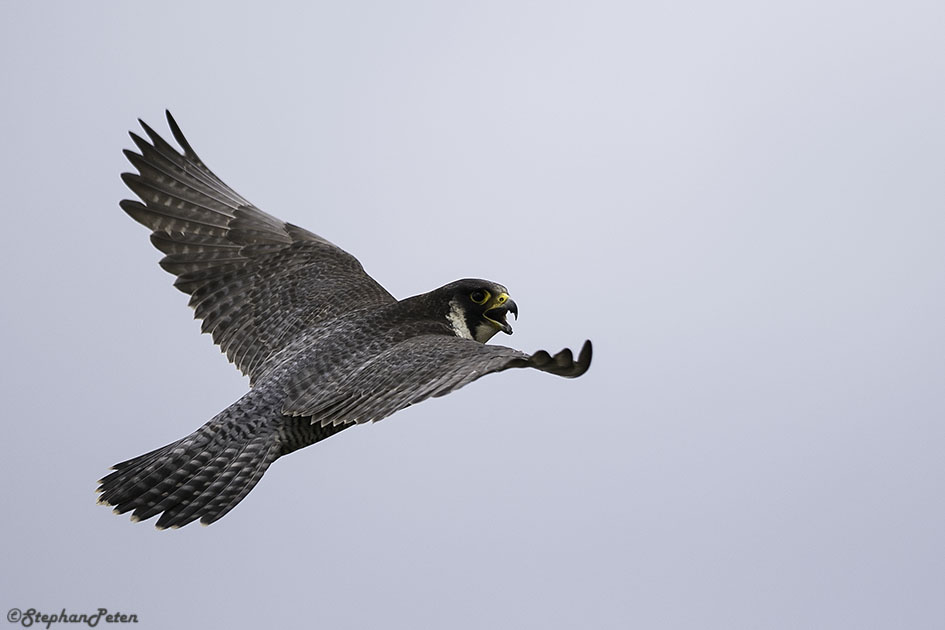 FauconpelerinBXL.01.04-16