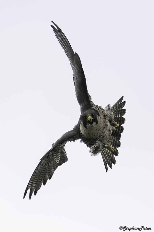 FauconpelerinBXL.06.04-16