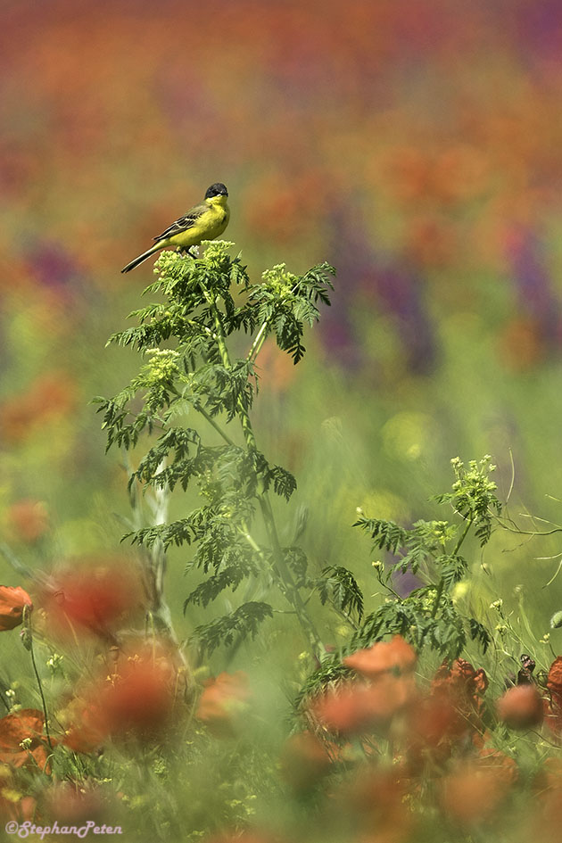 BergeronnetteprintaniereFeldeggRoumanie.02.06-16