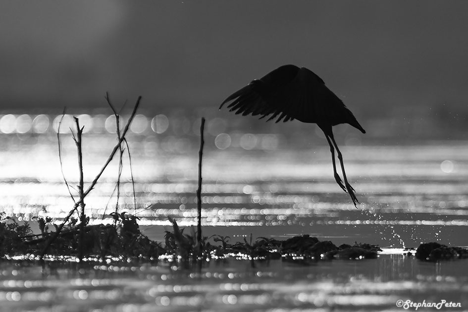 ibisfalcinelleroumanie-04-06-16