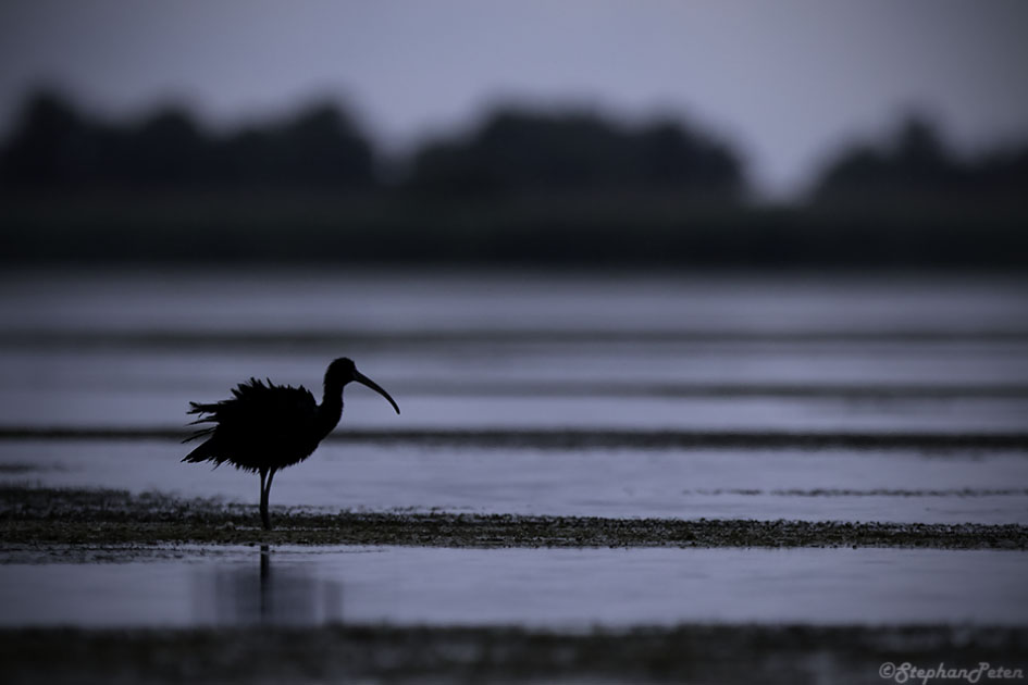 ibisfalcinelleroumanie-14-06-16