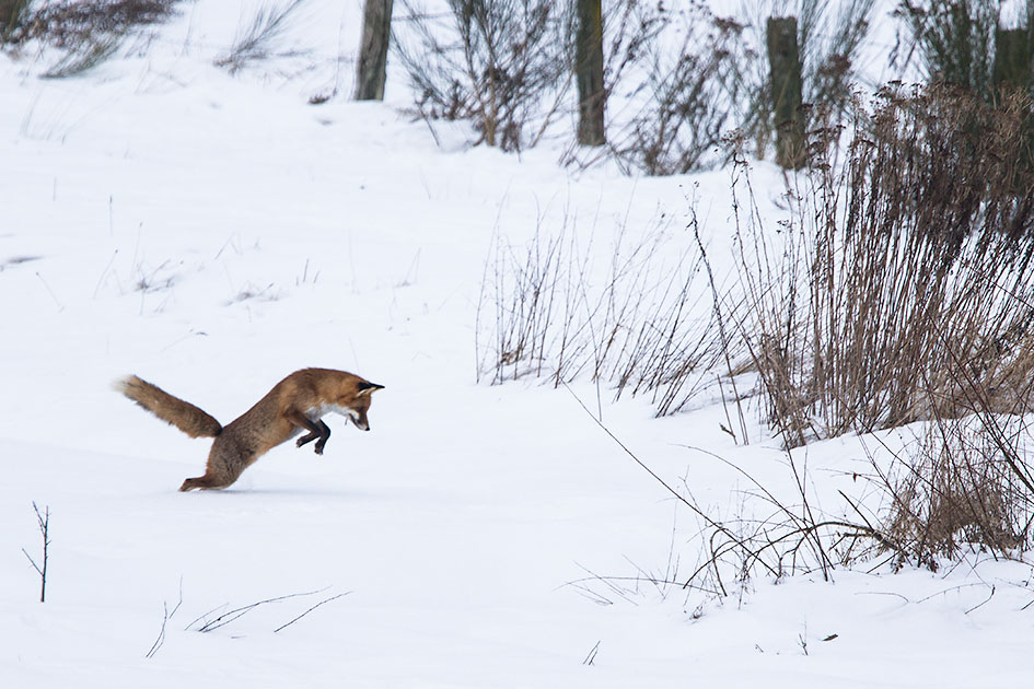 reanrdbertrix-04-01-17