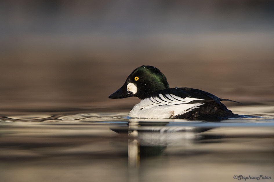 garrotaoeildorsilex-02-01-17