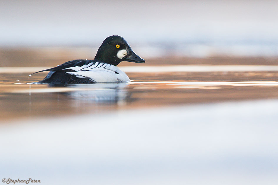 garrotaoeildorsilex-07-01-17