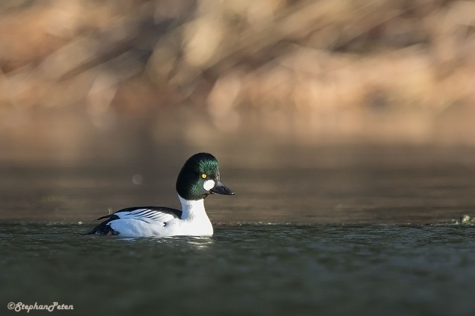 garrotaoeildorsilex-20-01-17