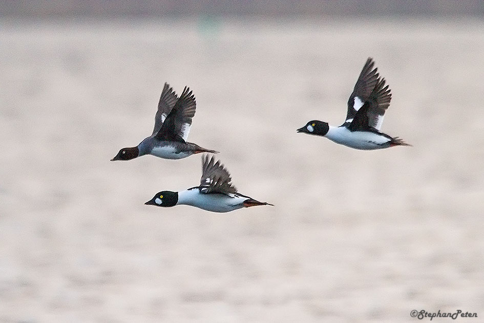 garrotaoeildorzelande-1bis-03-15