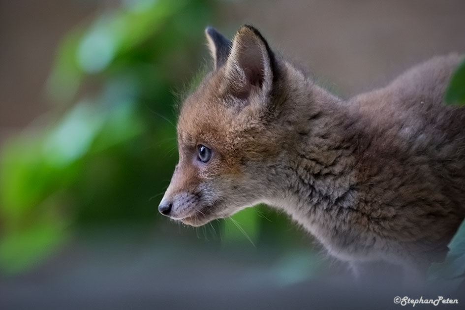 RenardUccle.13405-17