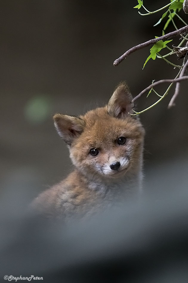 RenardUccle.23.05-17